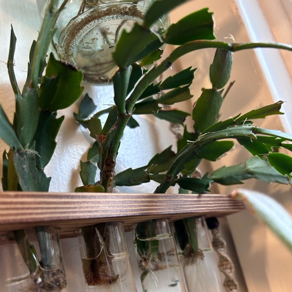 Thanksgiving cactus starter plants - Picture 2 of 3